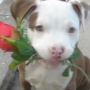 Meet your Posher, Celeste